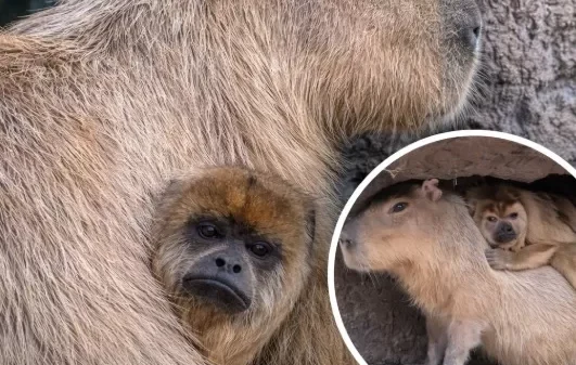 How a Capybara and a Howler Monkey Found Comfort Together