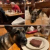 Why a Military Dog at Texas Roadhouse Matters More Than Complaints