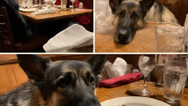 Why a Military Dog at Texas Roadhouse Matters More Than Complaints