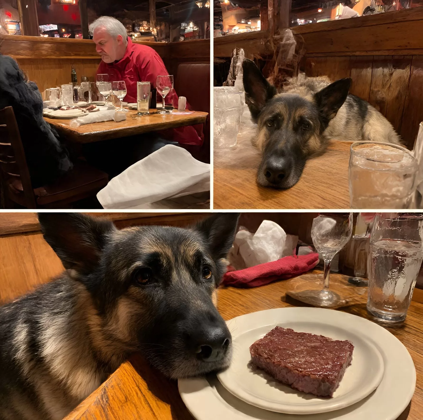 Why a Military Dog at Texas Roadhouse Matters More Than Complaints