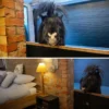 Guests Wake Up to a Tiny Pony Outside Their Bedroom in England
