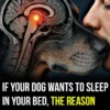 If Your Dog Wants to Sleep in Your Bed, the Reason Might Surprise You
