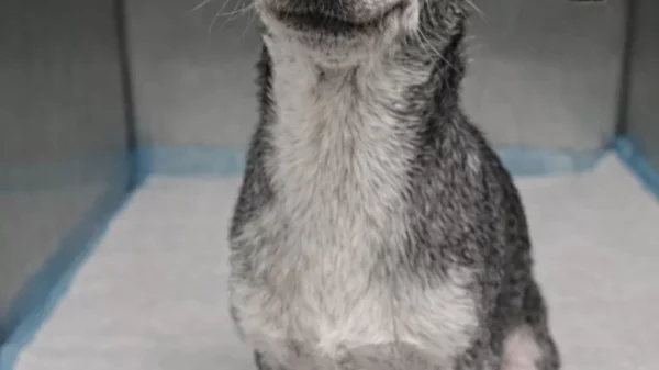 Surrendered at Twelve, She Found a Quiet Ending Filled With Love Surrendered at Twelve, She Found a Quiet Ending Filled With Love