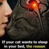 Why Your Cat Chooses to Sleep With You