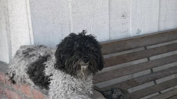 The Dog Who Waited All Day on a Porch for a Family That Never Returned The Dog Who Waited All Day on a Porch for a Family That Never Returned