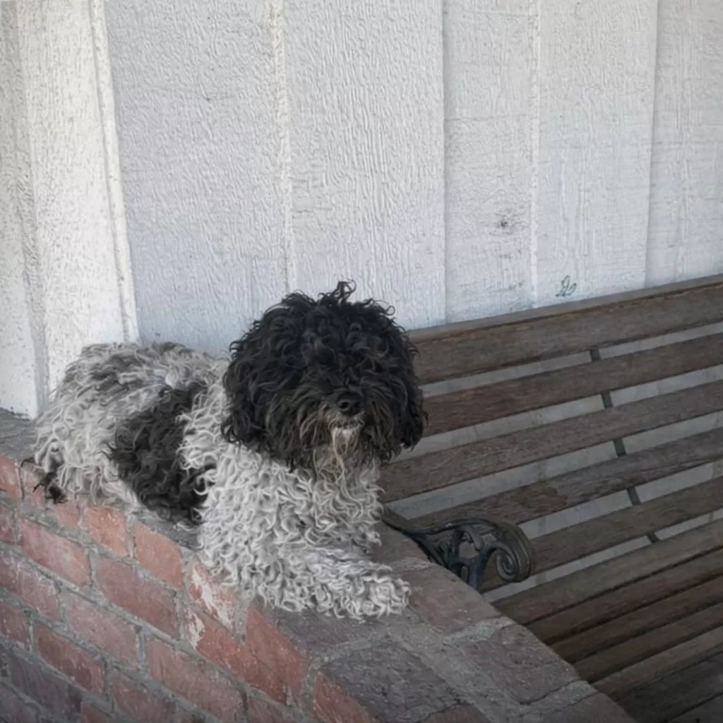 The Dog Who Waited All Day on a Porch for a Family That Never Returned