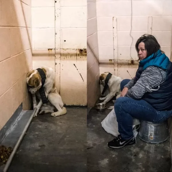 The Dog Found Chained in a Georgia Forest Who Slowly Learned to Trust Again