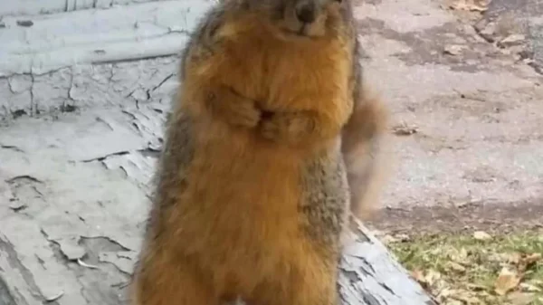 The Day a Squirrel Came to Ask About the Bird Feeder