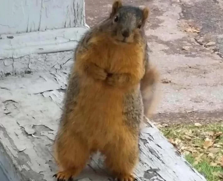 The Day a Squirrel Came to Ask About the Bird Feeder