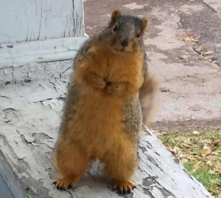 The Day a Squirrel Came to Ask About the Bird Feeder