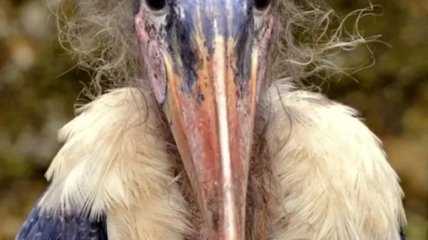 Africa’s Unlikely but Essential Cleaner