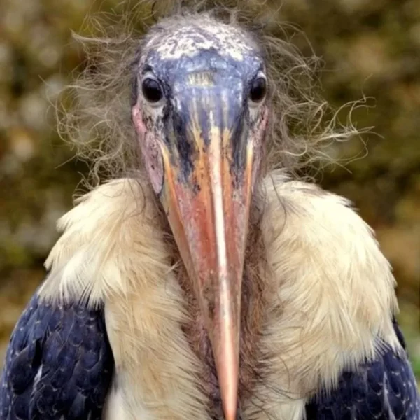 Africa’s Unlikely but Essential Cleaner