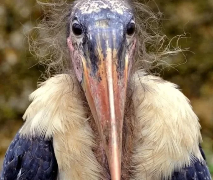 Africa’s Unlikely but Essential Cleaner