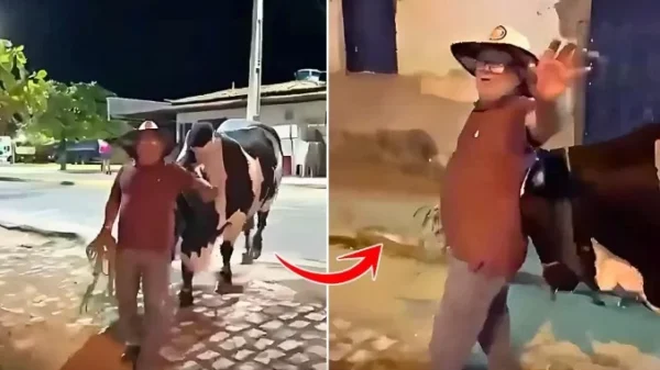 The Bull Who Guided His Drunk Owner Home in Brazil