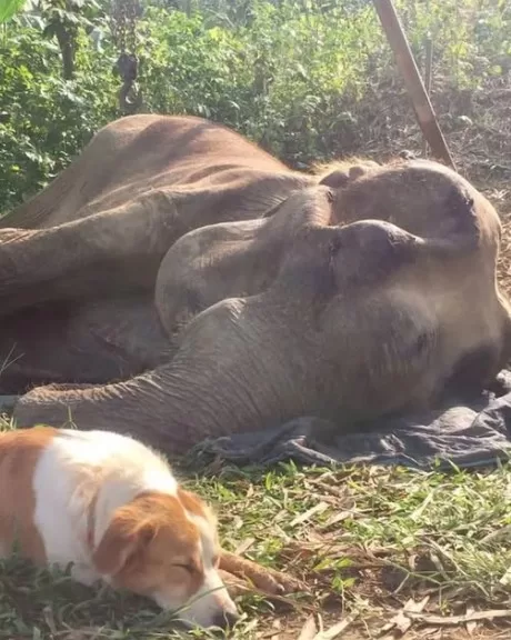 Pancake the Rescue Dog Who Stayed Until the Very End