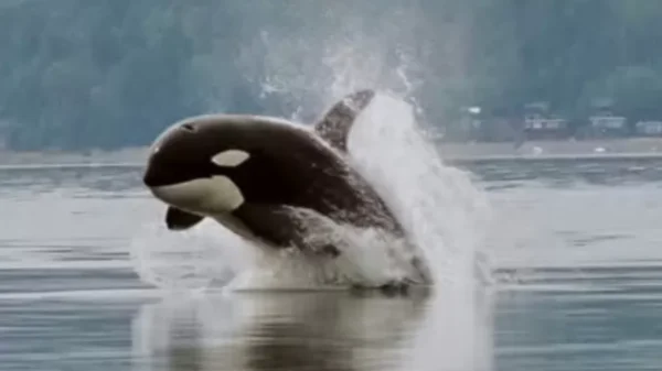 From Free Willy Star to a Norwegian Fjord