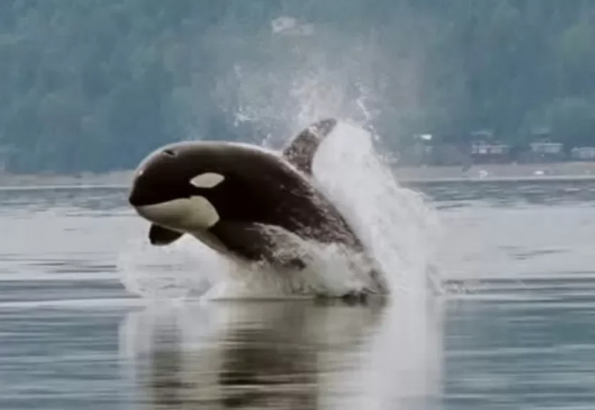 From Free Willy Star to a Norwegian Fjord