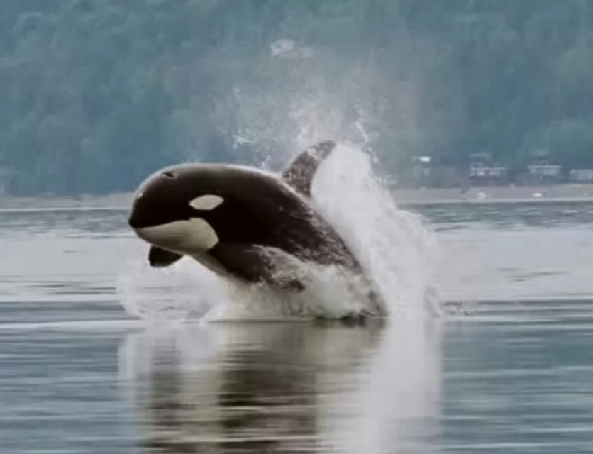 From Free Willy Star to a Norwegian Fjord