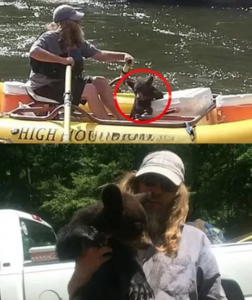 The Orphaned Cub Who Chose to Trust a Stranger