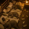 How Orphaned Elephants Find Family and Healing in Kenya