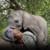 A Story of Healing at Elephant Havens