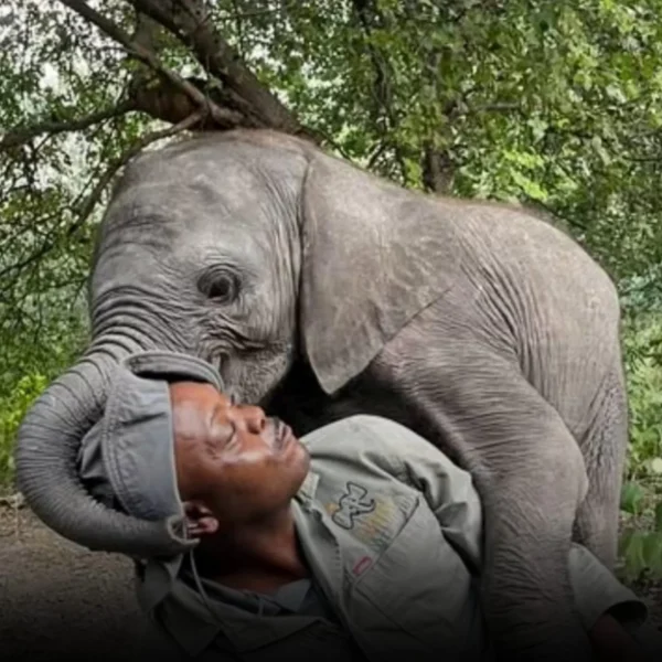 A Story of Healing at Elephant Havens