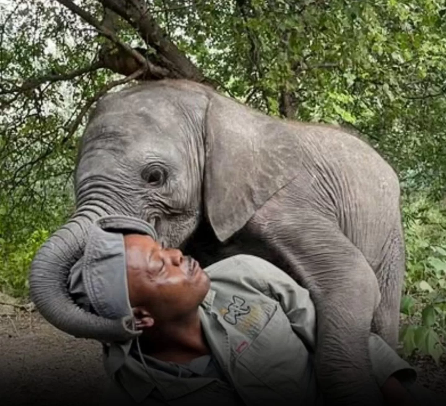 A Story of Healing at Elephant Havens
