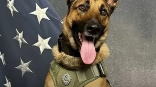 How a Police Dog Saved a Missing Child in Freezing North Carolina Woods