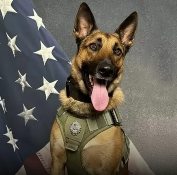 How a Police Dog Saved a Missing Child in Freezing North Carolina Woods