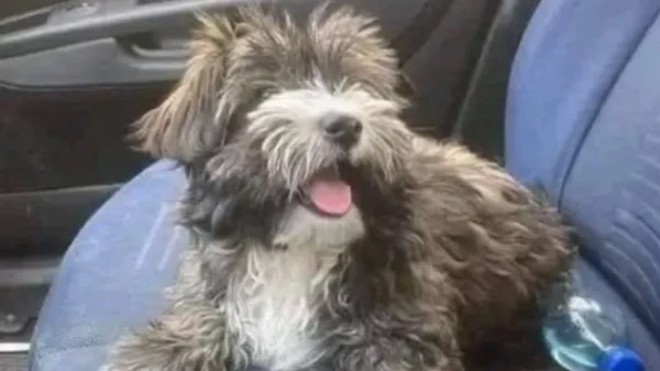 He Was Left Tied Outside a Supermarket. What Happened Next Changed Everything