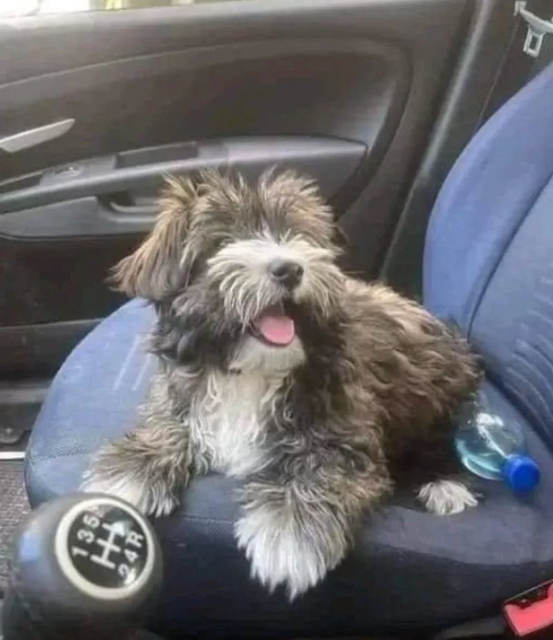 He Was Left Tied Outside a Supermarket. What Happened Next Changed Everything