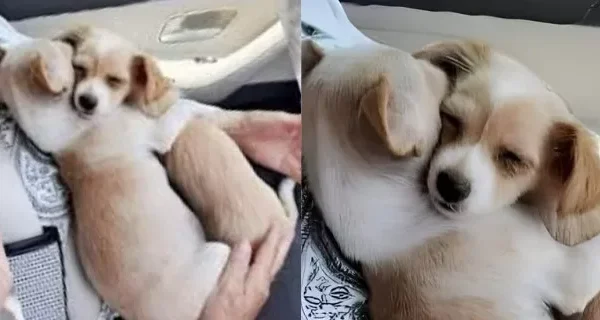 We Went to Adopt One Puppy and Came Home With Two Who Belonged Together