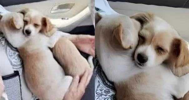 We Went to Adopt One Puppy and Came Home With Two Who Belonged Together