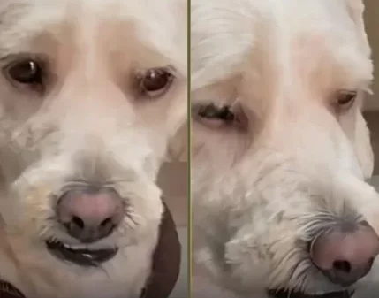 Puppy Abandoned at Dog Salon in Peru Sparks Outrage and Compassion