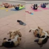 Stray Dog Accidentally Joins Fitness Class and Steals the Show in Chile