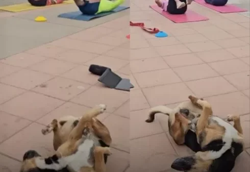 Stray Dog Accidentally Joins Fitness Class and Steals the Show in Chile