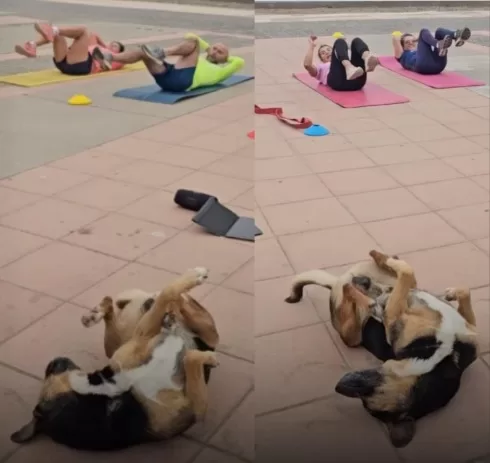 Stray Dog Accidentally Joins Fitness Class and Steals the Show in Chile