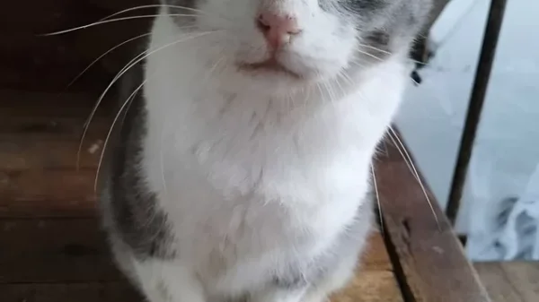 When a Neighbor Passed Away, Her Cat Found a Second Chance at the Door Next Door