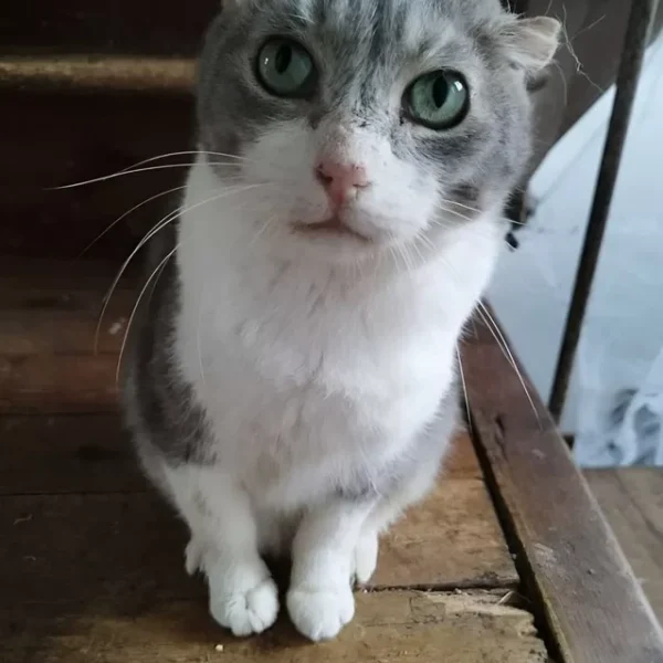 When a Neighbor Passed Away, Her Cat Found a Second Chance at the Door Next Door