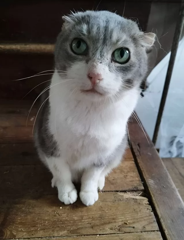 When a Neighbor Passed Away, Her Cat Found a Second Chance at the Door Next Door