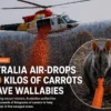 Australia Air-Drops 2,200 Kilos of Carrots to Save Starving Wallabies After Devastating Wildfires