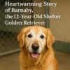 Heartwarming Story of Barnaby, the 12-Year-Old Shelter Golden Retriever