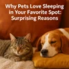 Why Pets Love Sleeping in Your Favorite Spot: Surprising Reasons
