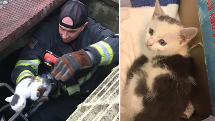 3590064_061118-wpvi-whiting-firefighters-kitten-rescue-split-img