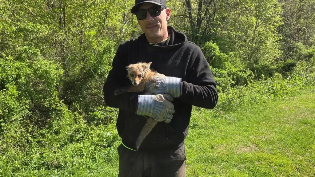 Workers Saw a Baby Fox Running Toward Them. Then They Realized Its Head Was Trapped Inside a Jar