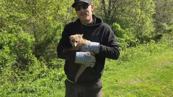 Workers Saw a Baby Fox Running Toward Them. Then They Realized Its Head Was Trapped Inside a Jar