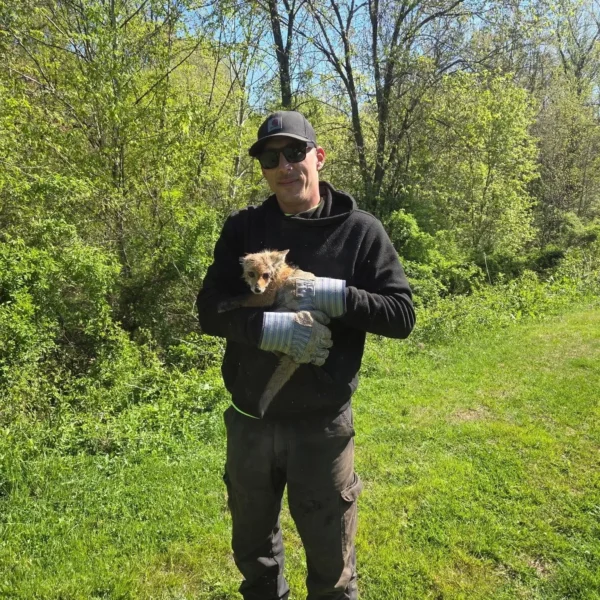 Workers Saw a Baby Fox Running Toward Them. Then They Realized Its Head Was Trapped Inside a Jar