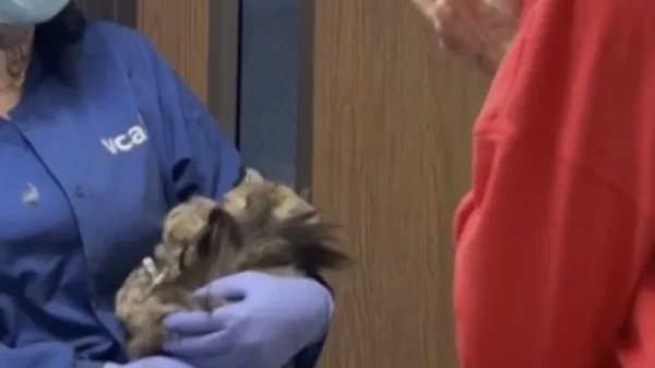 She Lost Her Home and Believed Her Cat Was Gone Forever. Then Aggie Was Placed Back in Her Arms