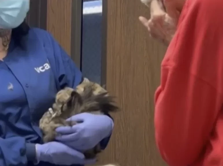 She Lost Her Home and Believed Her Cat Was Gone Forever. Then Aggie Was Placed Back in Her Arms