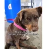She Arrived at the Shelter Unable to Use Her Back Legs. Months Later, She Started Running